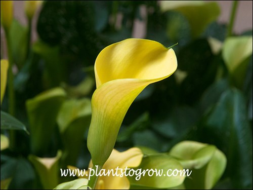 Sunshine Calla Lily (Zantedeschia)
The yellow flower is realy a spathe.